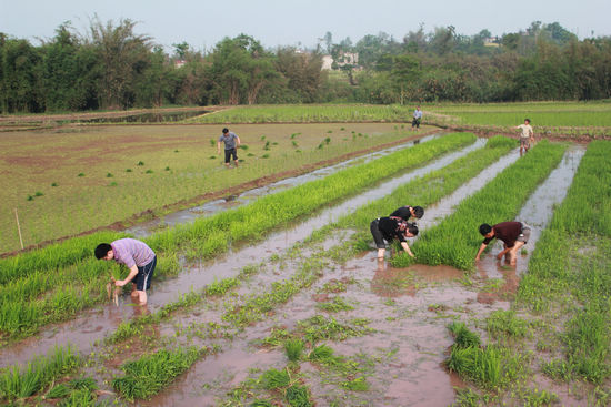 喻寺镇：党员“争优”促春耕(图2)