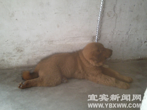 宜宾：藏狗护主&nbsp;无辜妇女被咬乳房(图2)