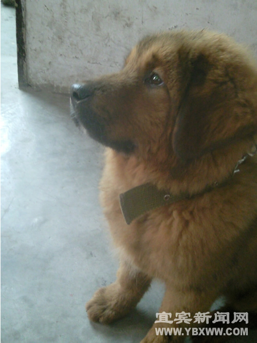 宜宾：藏狗一心护主&nbsp;无辜妇女被咬乳房(图1)