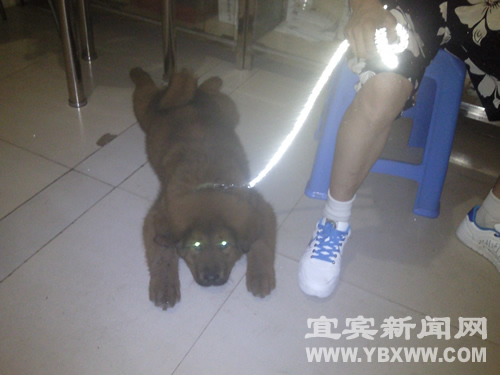 宜宾：藏狗一心护主&nbsp;无辜妇女被咬乳房(图3)