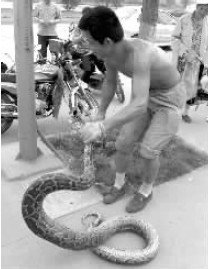 成都现3米巨蟒吓坏市民(图1)