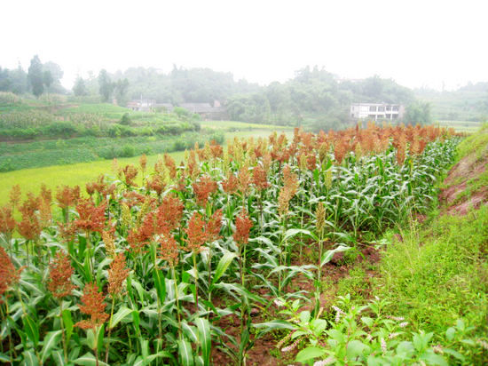 佛荫镇:特色生态创建走出一条发展路(图6) 佛荫镇:特色生态创建走出一条发展路(图6)