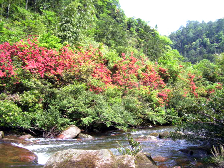 福宝镇：今年旅游早升温(图1)