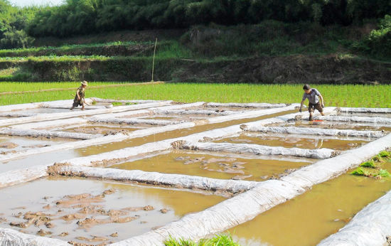 天仙镇：技术服务到田间&nbsp;抗旱保苗保春耕(图1)