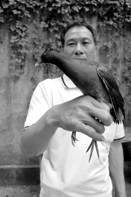 “鸽子&nbsp;”会凫水？原是黑水鸡(图1)