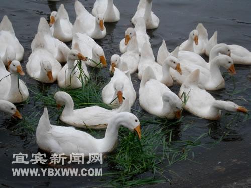 央视关注“南溪白鹅”(图1)
