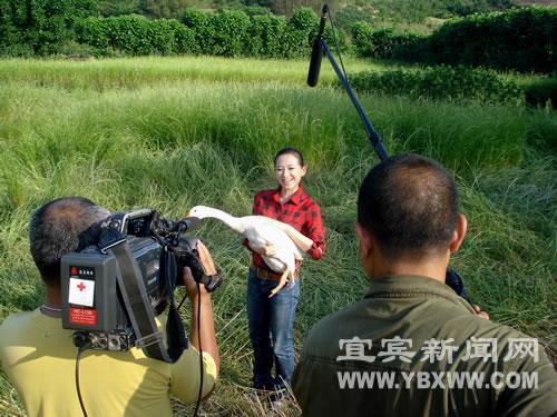 央视关注“南溪白鹅”(图4)