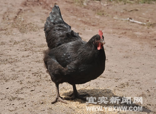 宜宾：七斤母鸡产下"超级小蛋"&nbsp;直径如硬币(图3)