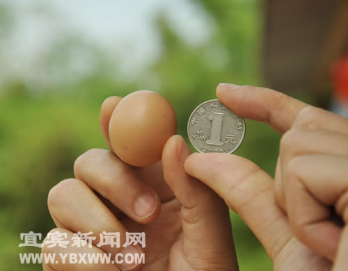 宜宾：七斤母鸡产下"超级小蛋"&nbsp;直径如硬币(图2)