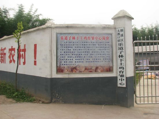 大渡口镇:育雏中心助推林下鸡发展(图2) 大渡口镇:育雏中心助推林下鸡发展(图2)