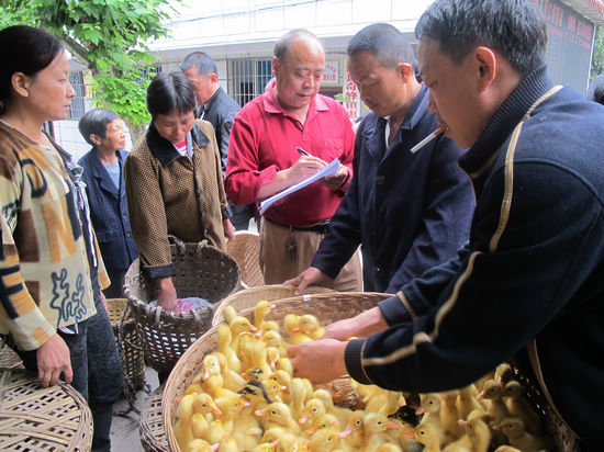 奇峰镇：鸭苗送去贴心关怀