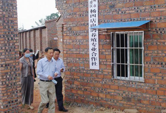 泸州市副市长陈万春到长安乡肉鸽基地调研