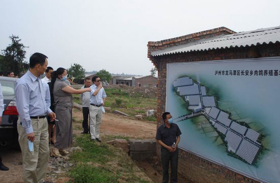 泸州市副市长陈万春到长安乡肉鸽基地调研(图2)
