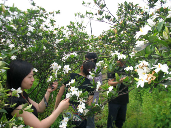 大渡口镇：栀子花香醉游人(图1)