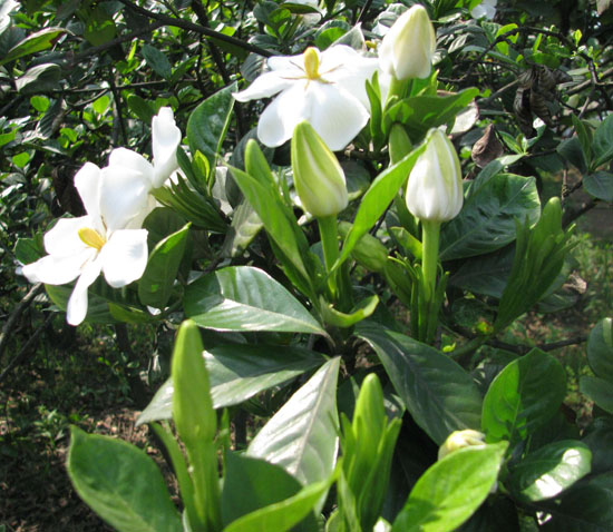 大渡口镇：栀子花香醉游人(图2)