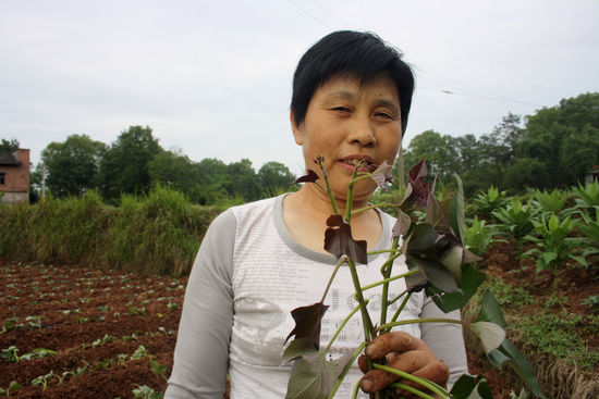 龙车镇：紫色甘薯种植受欢迎
