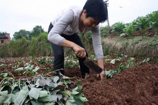 龙车镇：紫色甘薯种植受欢迎(图2)