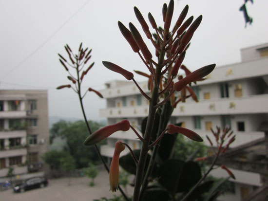 马岭中学&nbsp;芦荟开花(图3)