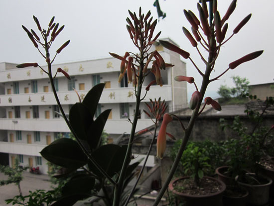 马岭中学&nbsp;芦荟开花(图2)