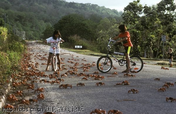 场面震撼！揭开澳洲红蟹迁徙之谜(图2)