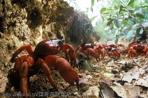 场面震撼！揭开澳洲红蟹迁徙之谜(图6)