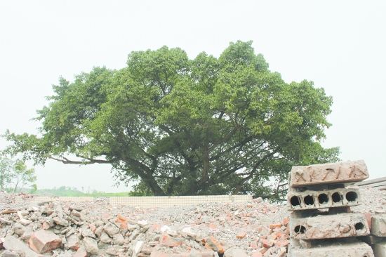 曾经沧桑800年&nbsp;“树王”静观新变