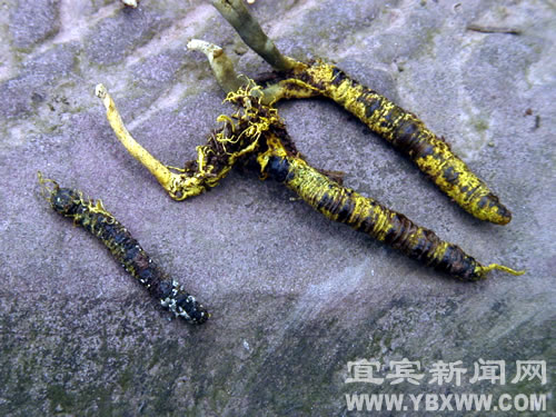宜宾县现野生蚕体植物疑似“虫草”(图1)