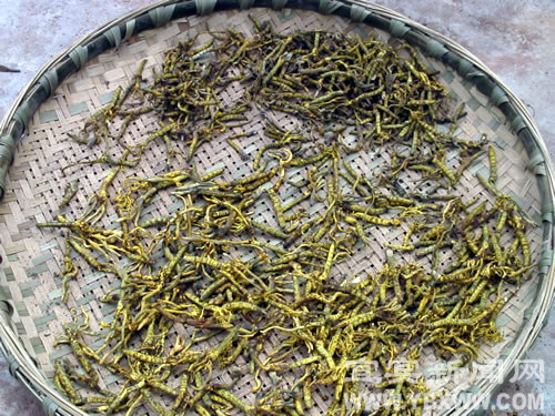 宜宾县现野生蚕体植物疑似“虫草”(图2)