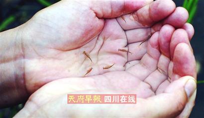 水稻田里发现"外星生物"?这对古生物来自恐龙时代!(图1)