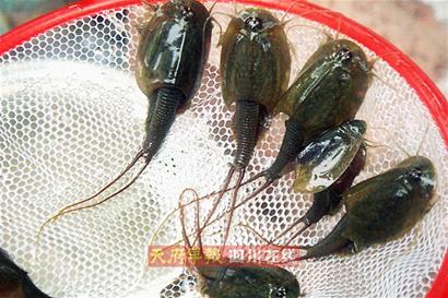 水稻田里发现"外星生物"?这对古生物来自恐龙时代!