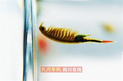 水稻田里发现"外星生物"?这对古生物来自恐龙时代!(图3)