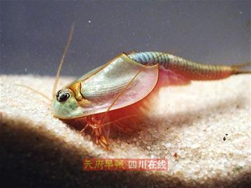 水稻田里发现"外星生物"?这对古生物来自恐龙时代!(图7) 水稻田里发现"外星生物"?这对古生物来自恐龙时代!(图7)