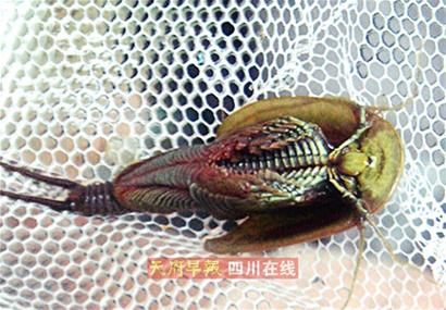 水稻田里发现"外星生物"?这对古生物来自恐龙时代!(图5)