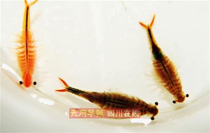 水稻田里发现"外星生物"?这对古生物来自恐龙时代!(图6)