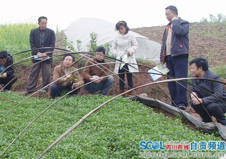 自贡：“辣椒地里走出来的”农民科学家(图3)