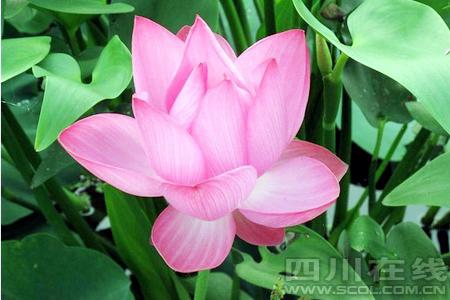 宜宾永兴镇万亩荷花次第开&nbsp;八方游客逐浪来(图2)