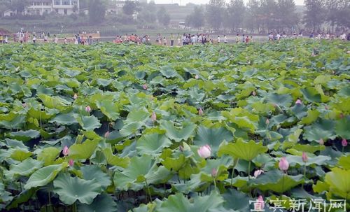 全国荷花品种展盛大开幕(图2) 全国荷花品种展盛大开幕(图2)