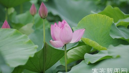 全国荷花品种展盛大开幕(图1) 全国荷花品种展盛大开幕(图1)
