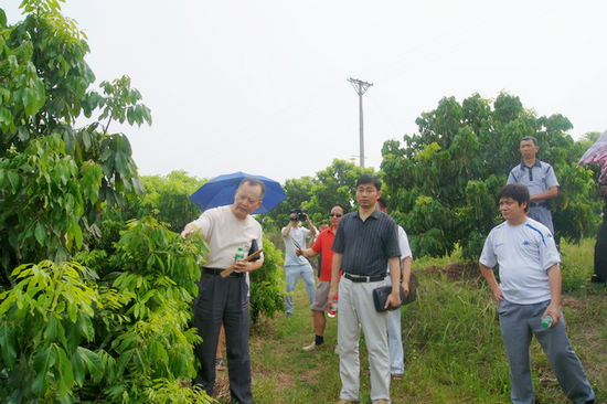 泸县科协果蔬团队到太伏镇参观龙眼种植基地(图1) 泸县科协果蔬团队到太伏镇参观龙眼种植基地(图1)