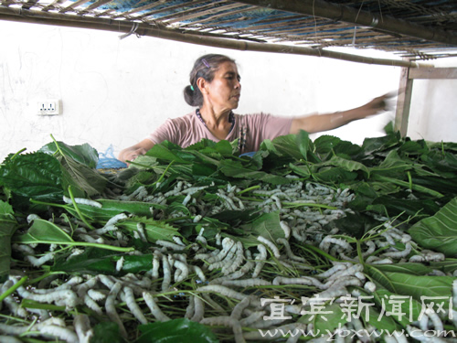 珙县着力提升群众幸福指数&nbsp;谱写民生发展精彩答卷(图4)
