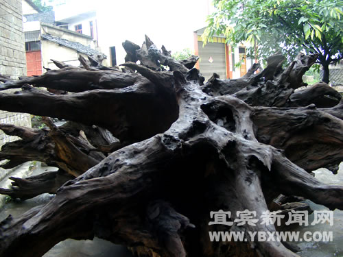 千年“桢楠化石”落入宜宾寻常百姓家(图2)
