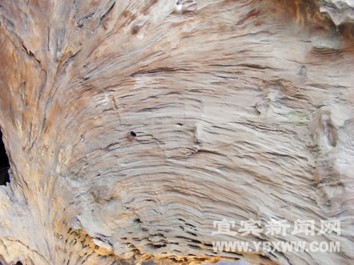 千年“桢楠化石”落入宜宾寻常百姓家(图3)