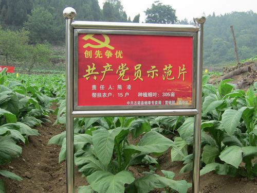 护家乡召开烤烟大田管理现场会(图2)