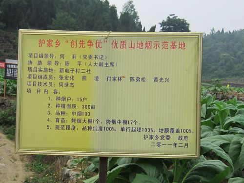 护家乡召开烤烟大田管理现场会(图1)
