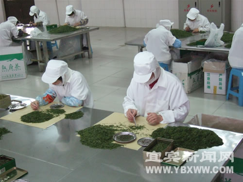 宜宾：“叙府龙芽茶传统制作技艺”入选四川省非物质文化遗产名录