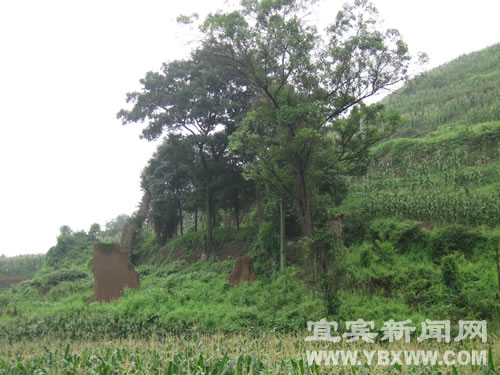 两年未回家 宜宾双河乡村民7间土房变田地(图2) 两年未回家 宜宾双河乡村民7间土房变田地(图2)