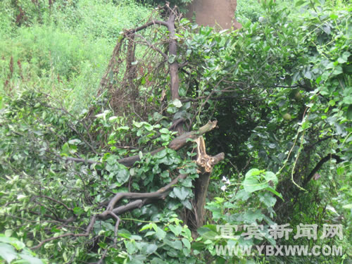 两年未回家 宜宾双河乡村民7间土房变田地(图3) 两年未回家 宜宾双河乡村民7间土房变田地(图3)