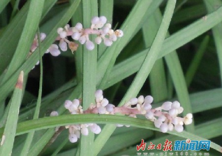 内江市园林部门引进植物新品种(图3)