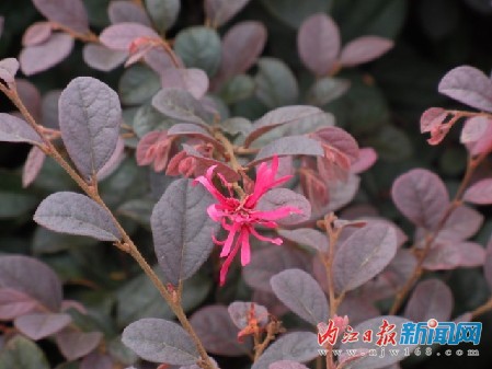 内江市园林部门引进植物新品种(图1)