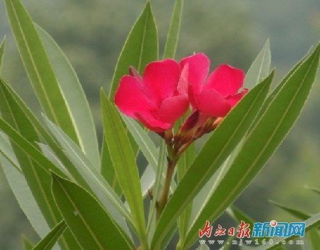 内江市园林部门引进植物新品种(图2)